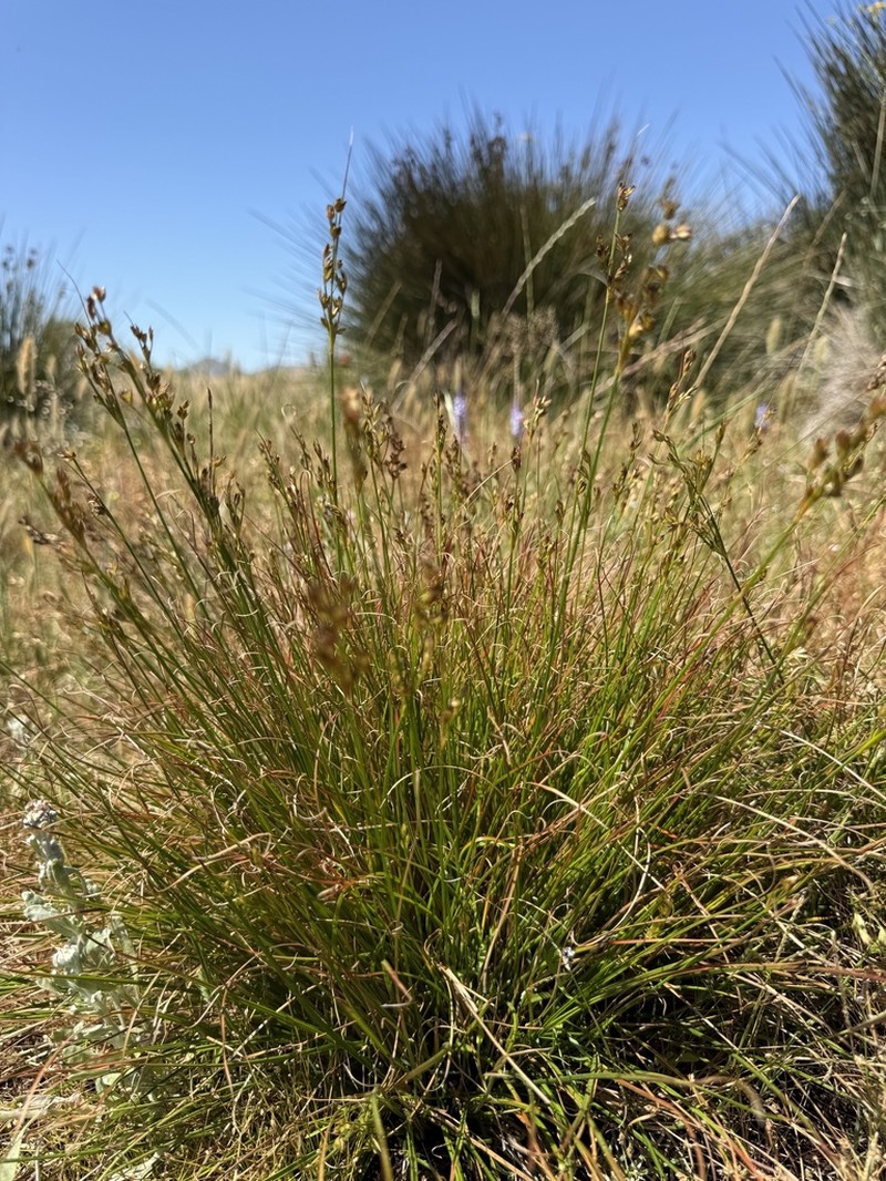 Juncus capensis photo 2