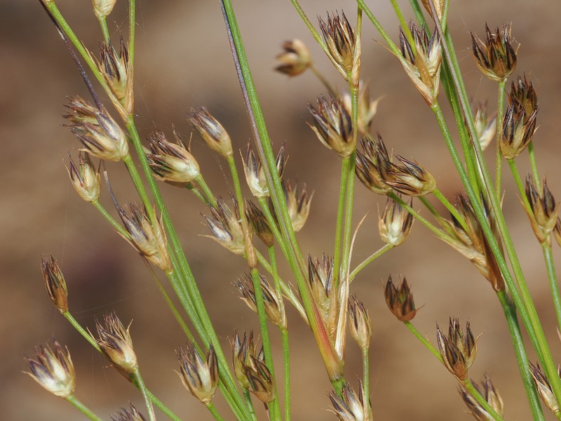 Juncus capensis photo 3