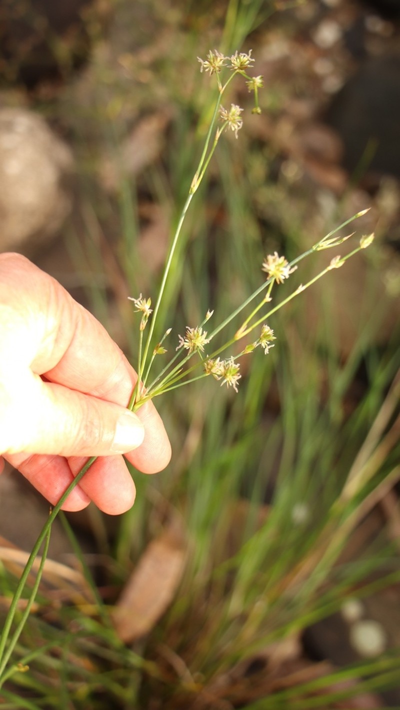 Juncus capensis photo 4