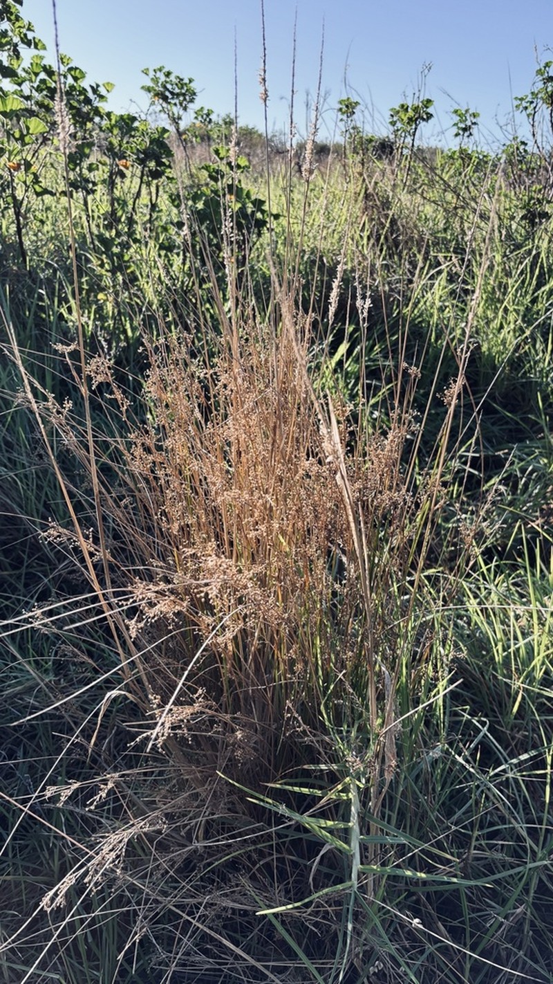 Juncus capensis photo 5