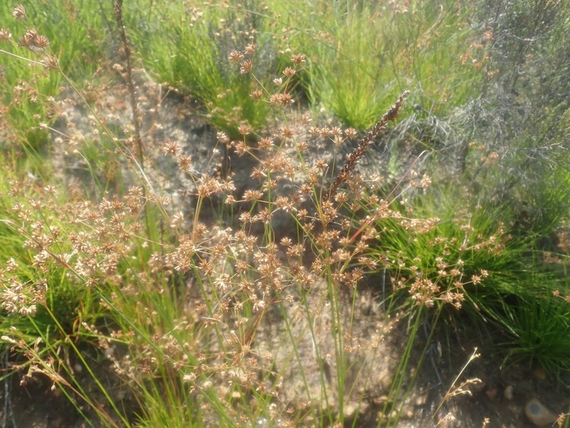 Juncus capensis photo 6