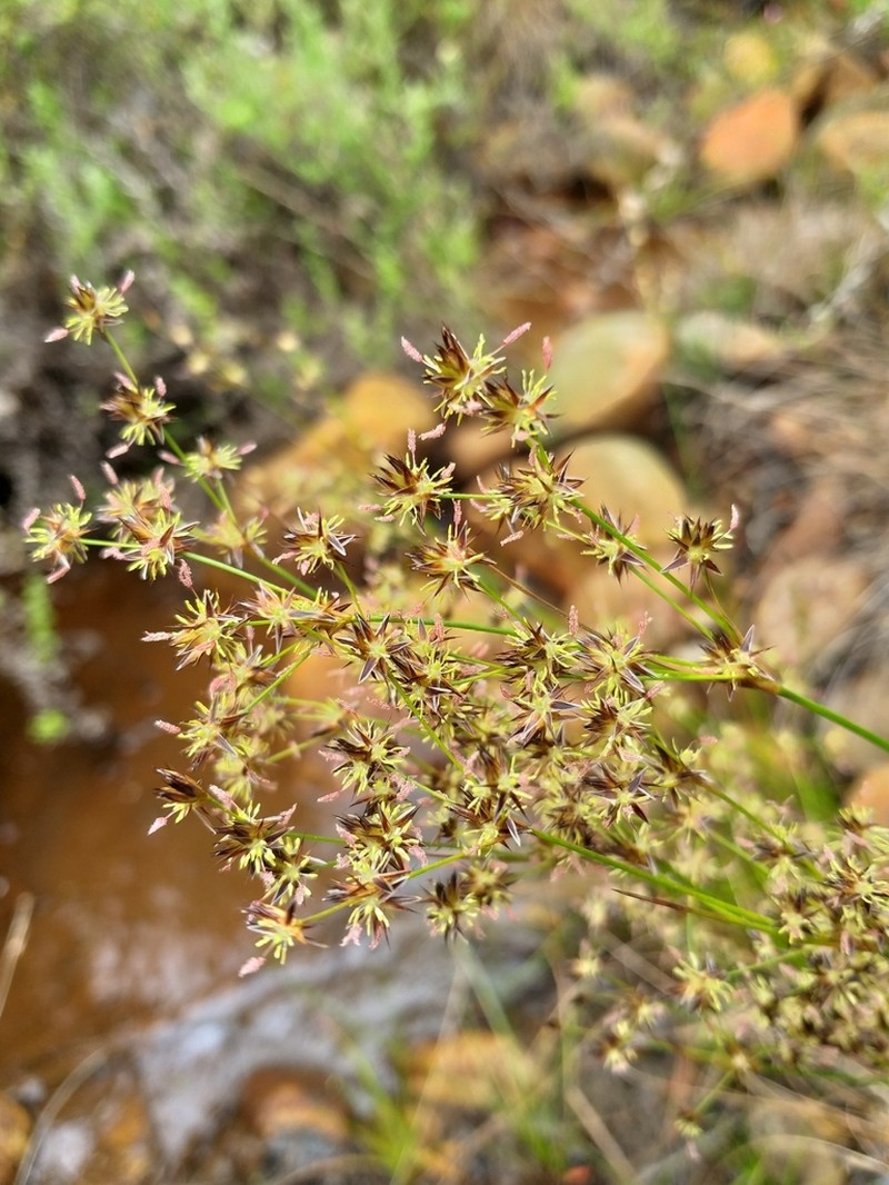 Juncus capensis photo 7