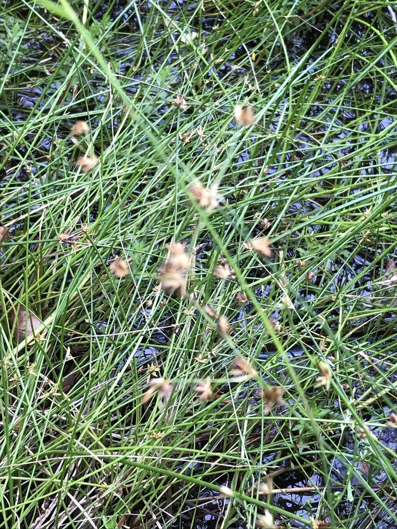 Juncus capensis photo 8