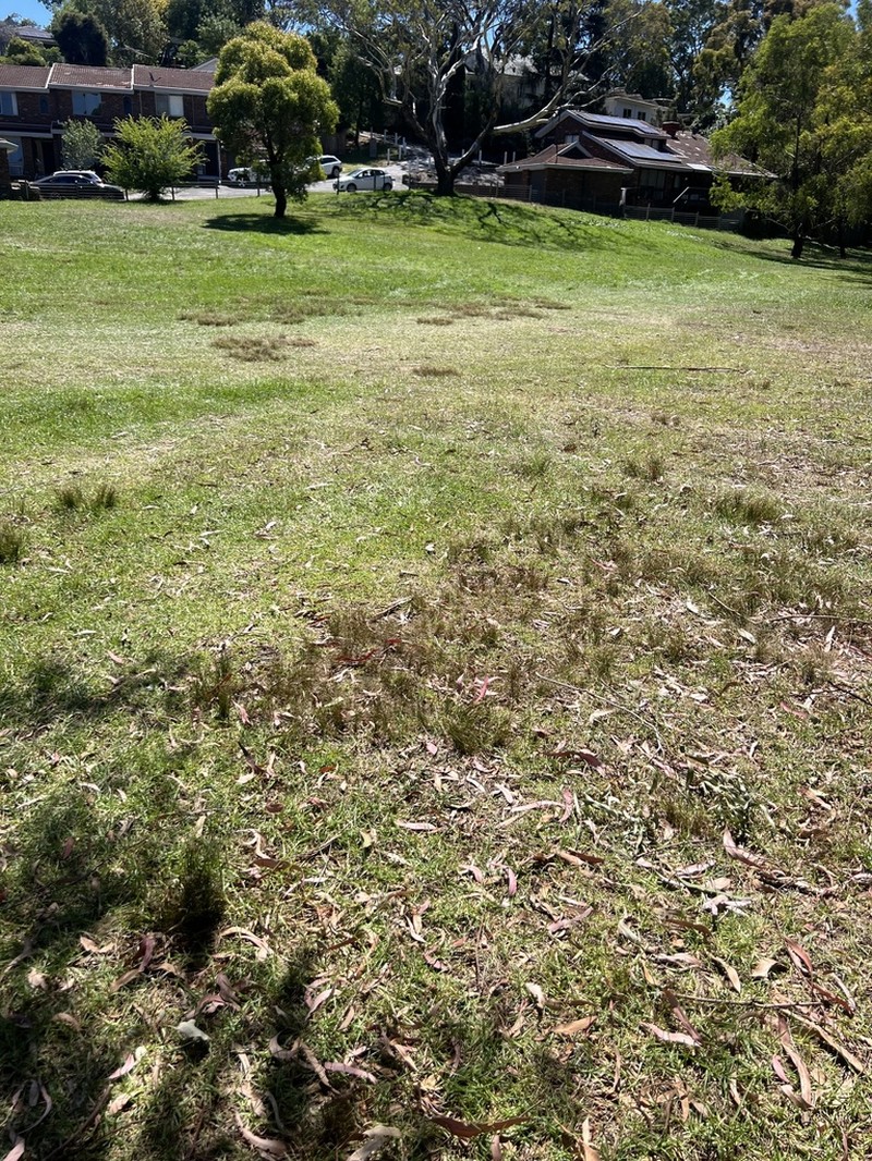 Juncus capillaceus photo 2