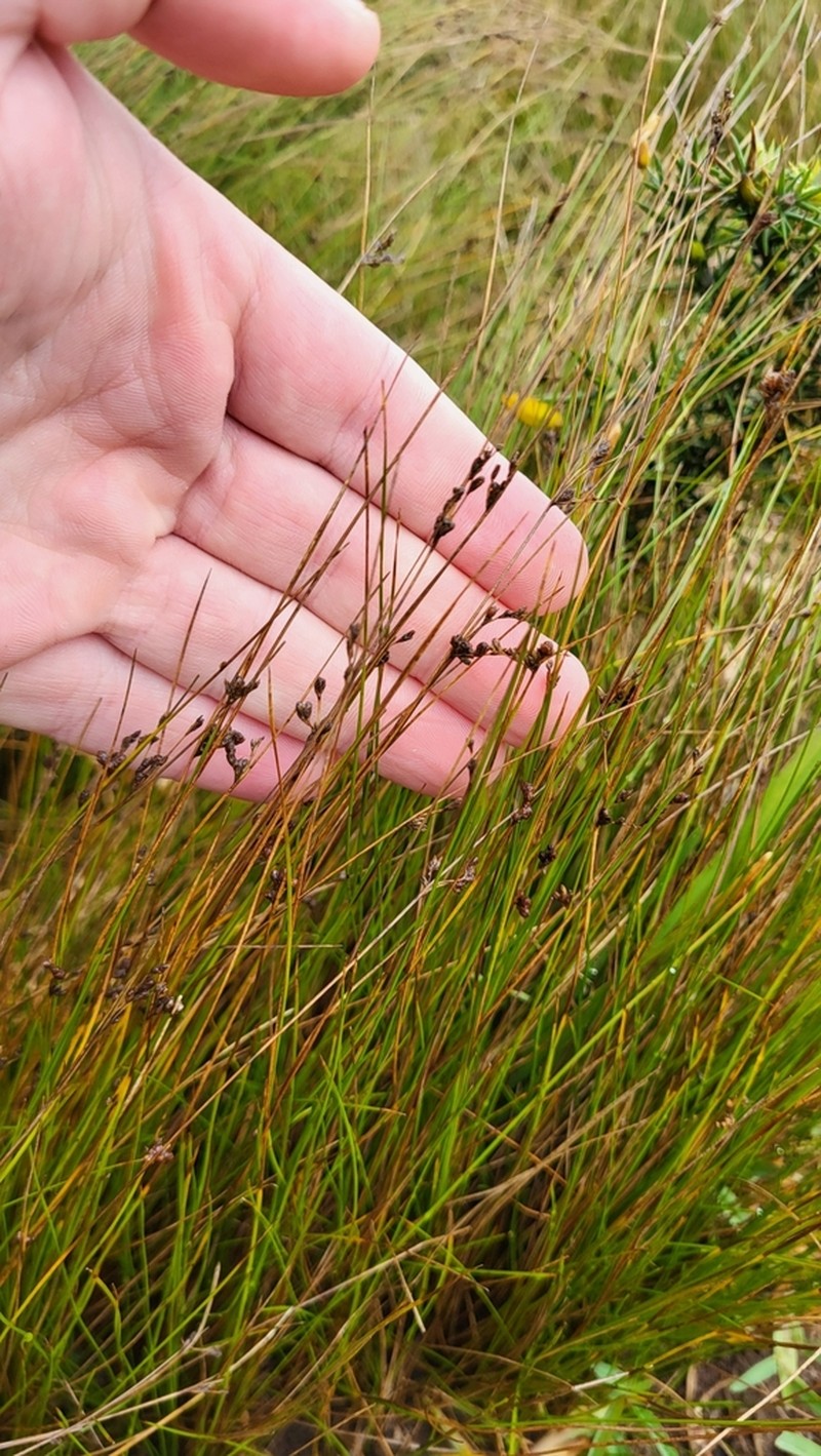 Juncus capillaceus photo 3