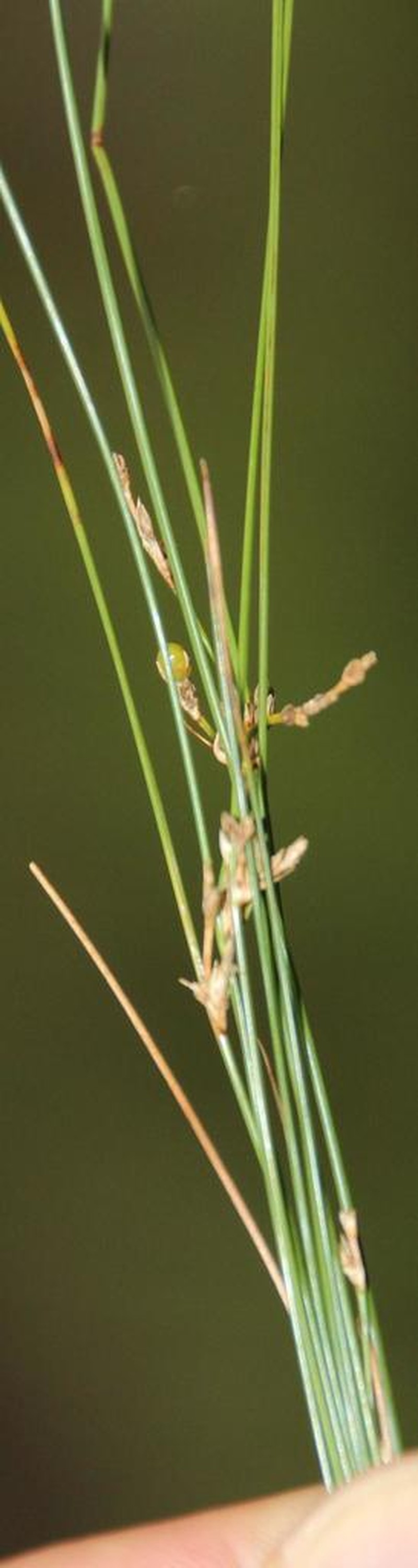 Juncus capillaceus photo 4