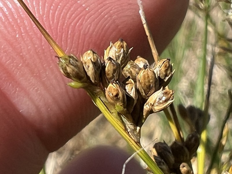 Juncus capillaceus photo 5