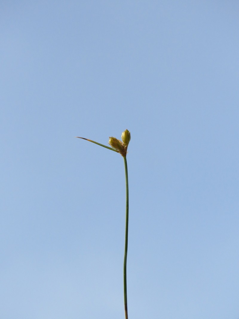 Juncus capillaceus photo 6