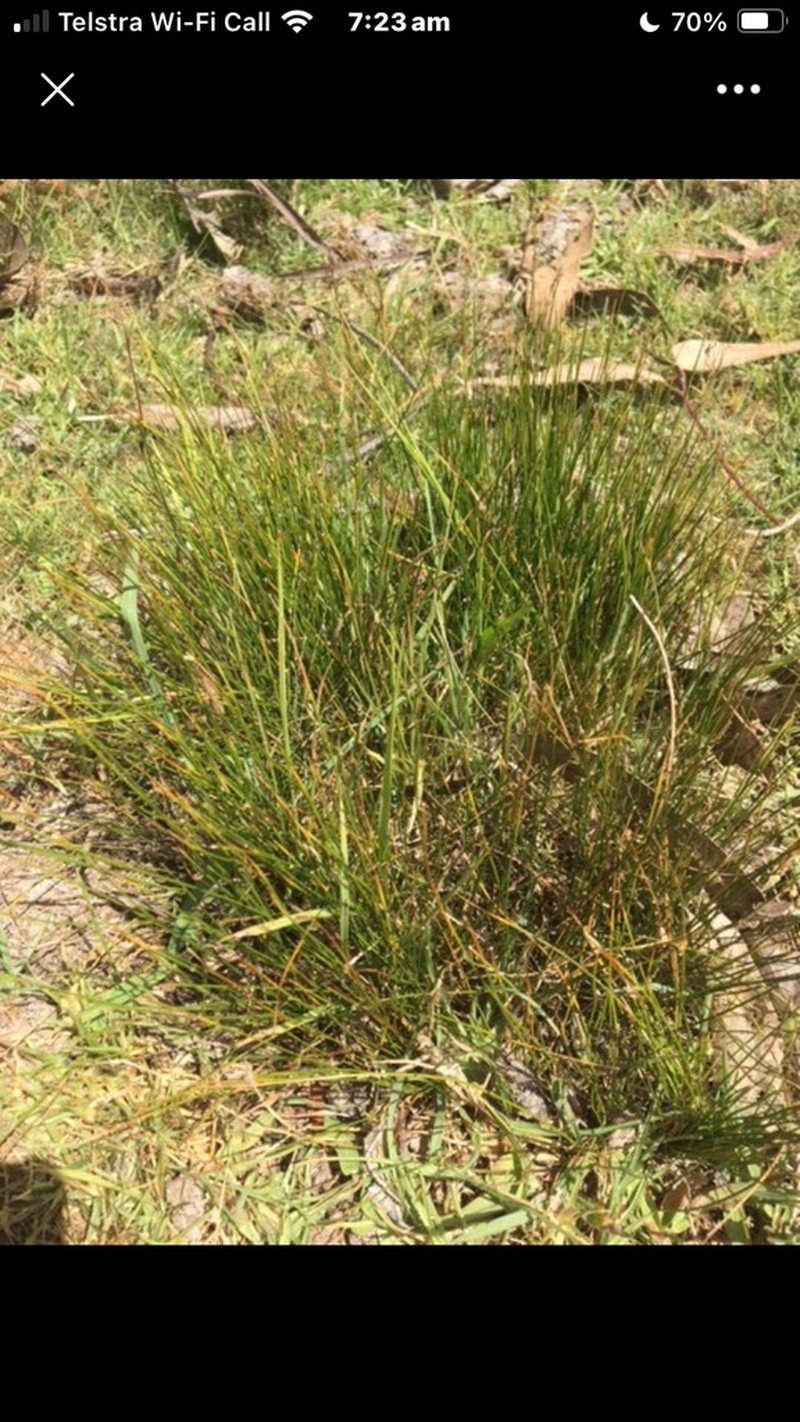 Juncus capillaceus photo 7