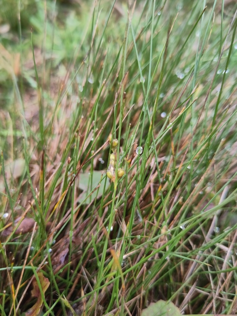 Hairystem Dwarf Rush photo 3