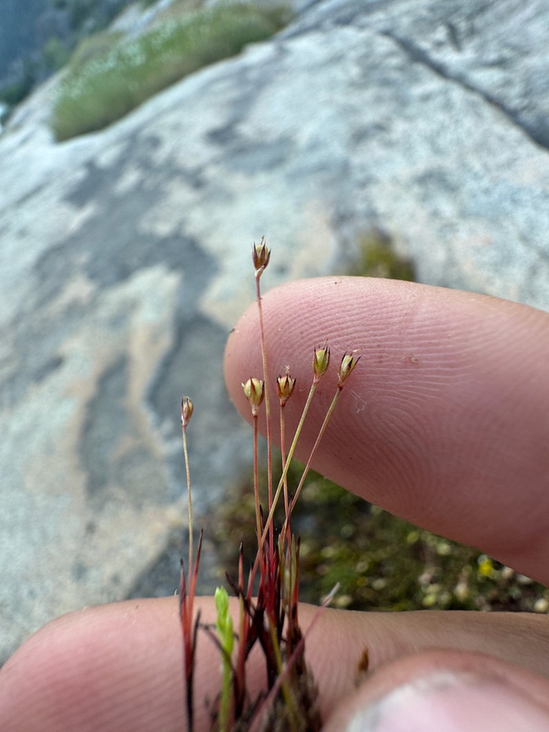 Hairystem Dwarf Rush photo 4