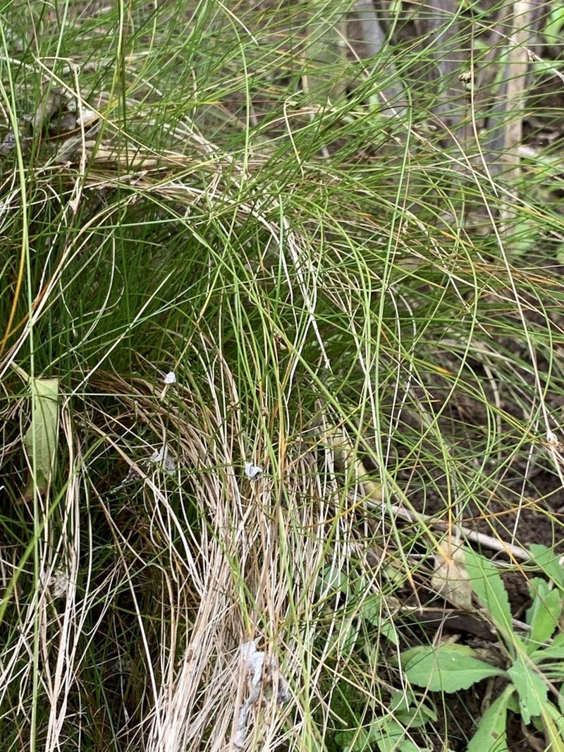 Hairystem Dwarf Rush photo 5