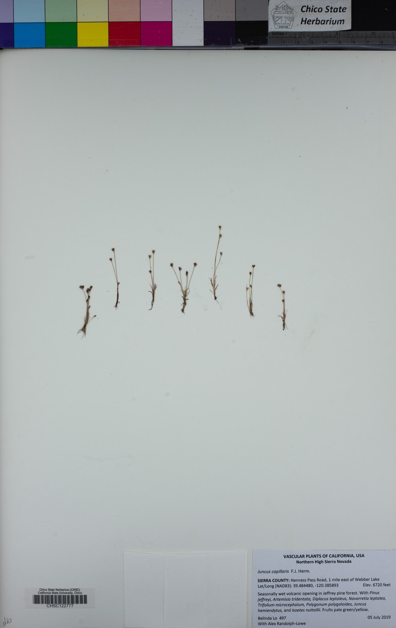 Hairystem Dwarf Rush photo 7
