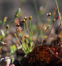 Hairystem Dwarf Rush