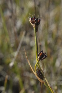Chestnut Rush