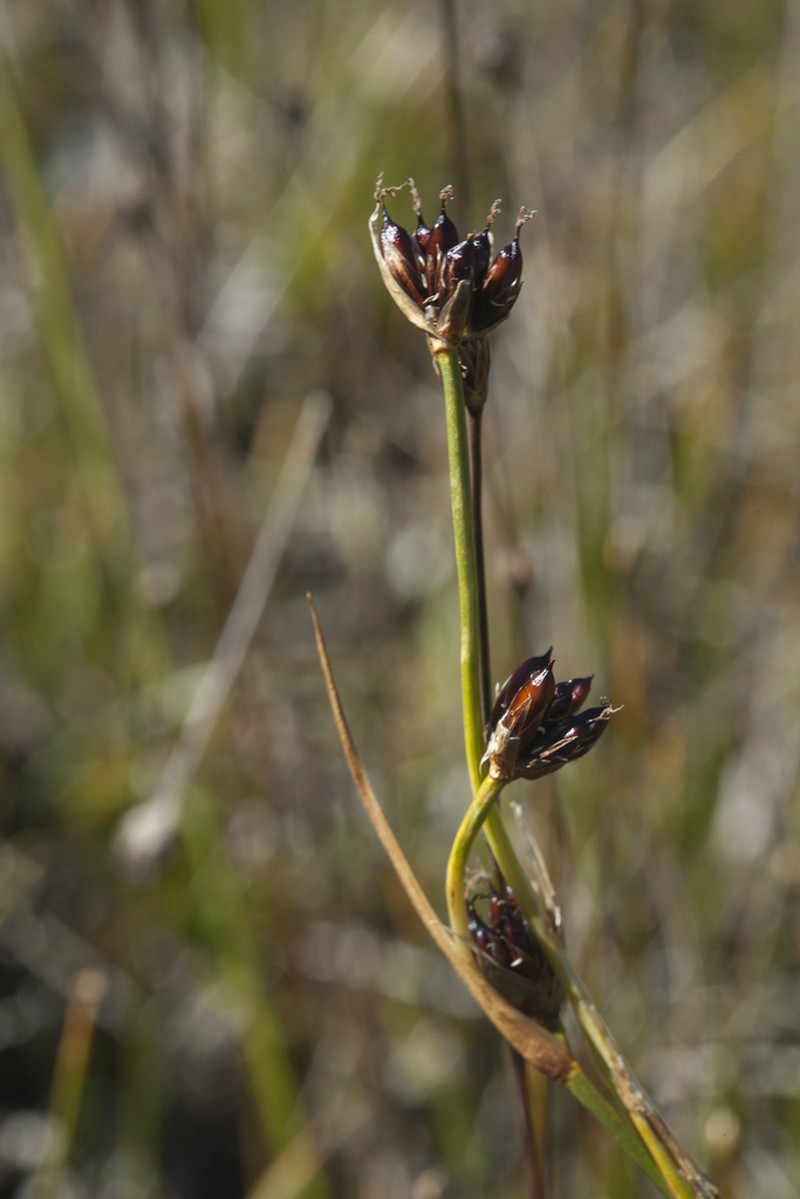 Chestnut Rush