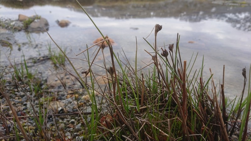 Chestnut Rush photo 2
