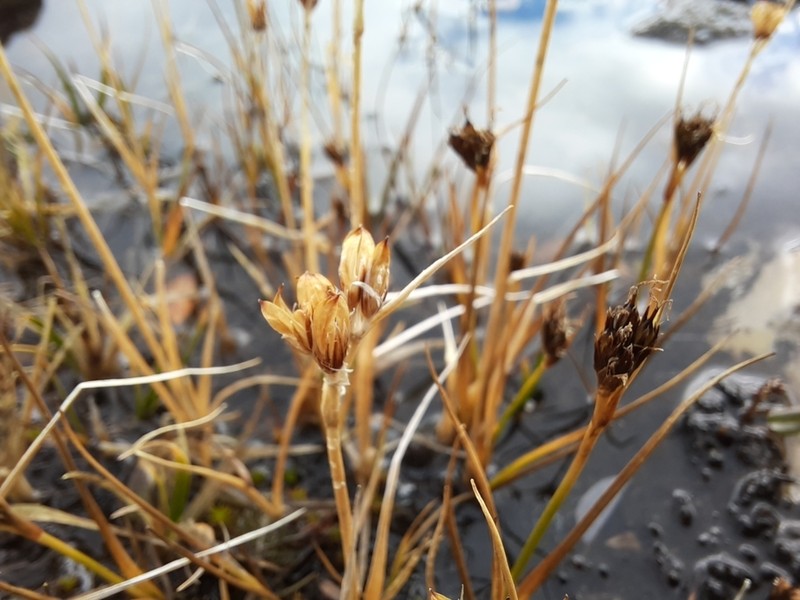 Chestnut Rush photo 3