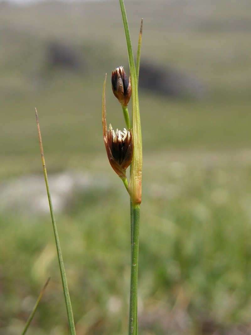 Chestnut Rush photo 7