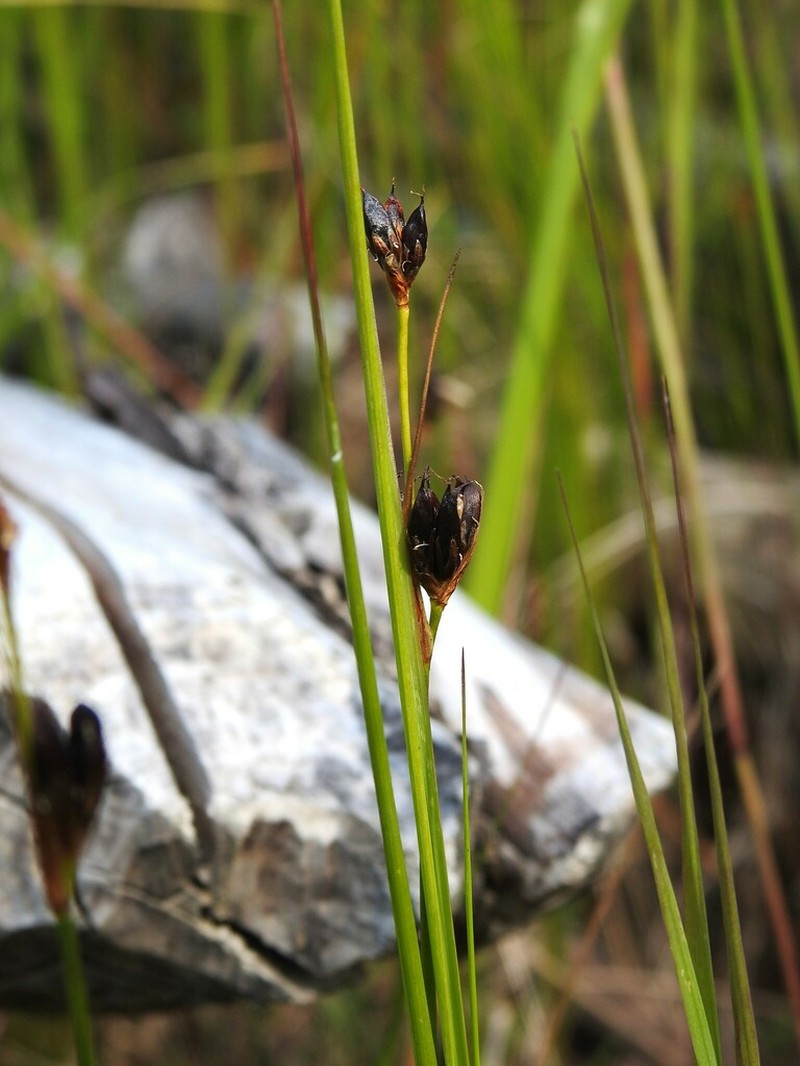 Chestnut Rush photo 8