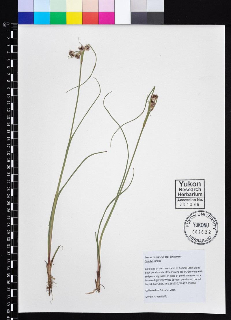 Juncus castaneus subsp. castaneus photo 3