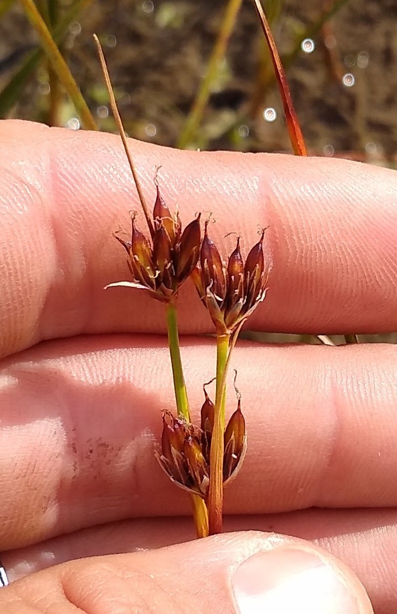 Juncus castaneus subsp. castaneus