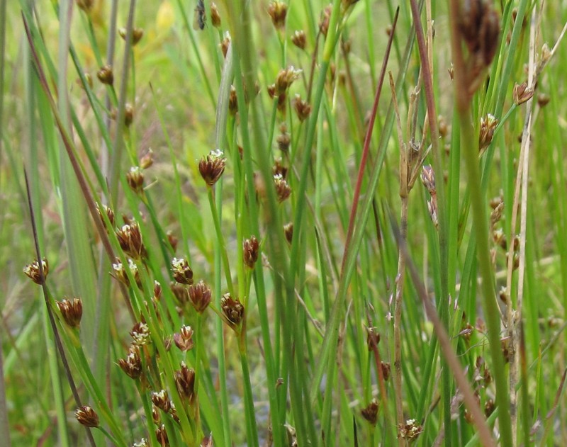 Juncus castaneus subsp. castaneus photo 2