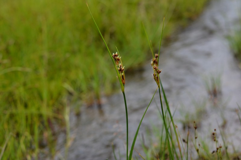 Juncus castaneus subsp. leucochlamys
