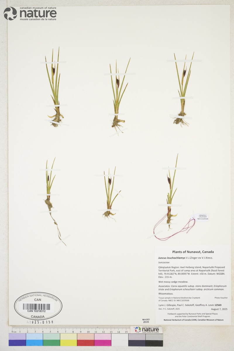 Juncus castaneus subsp. leucochlamys photo 2