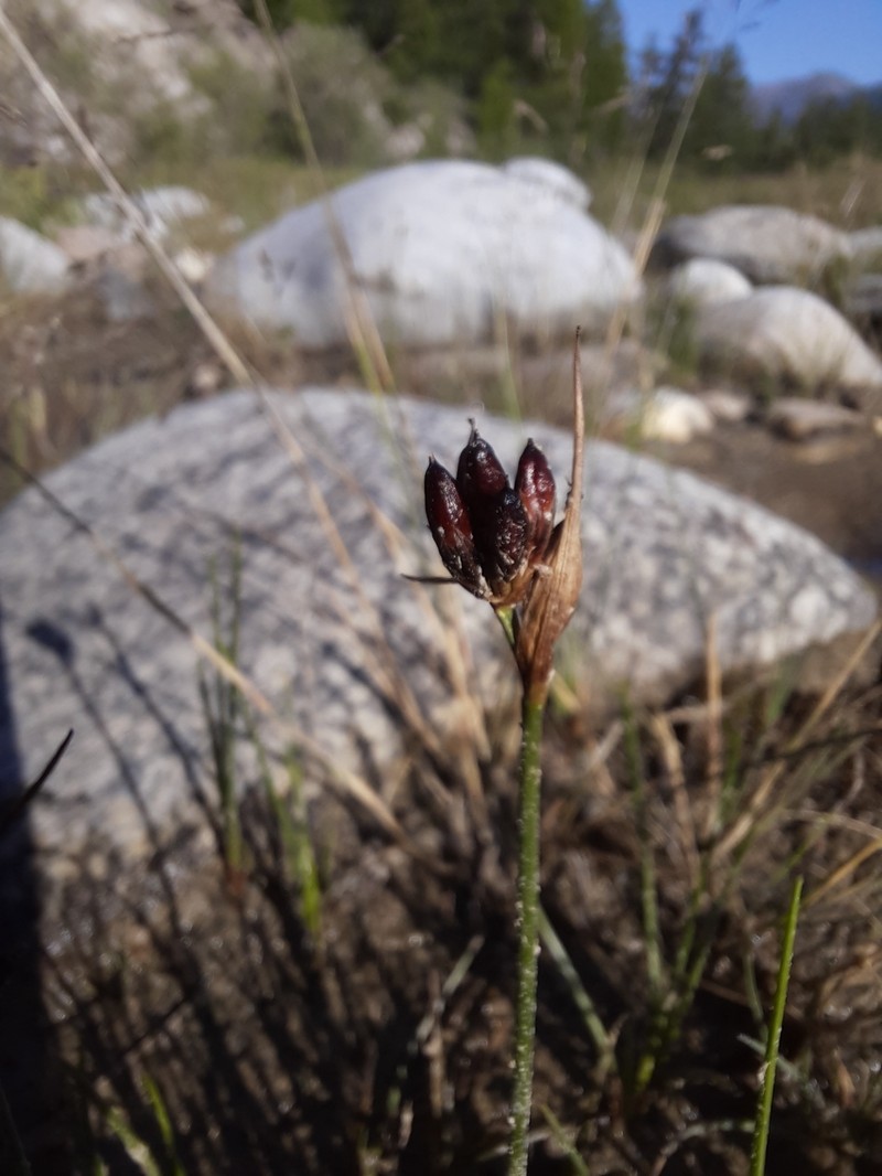 Juncus castaneus subsp. triceps