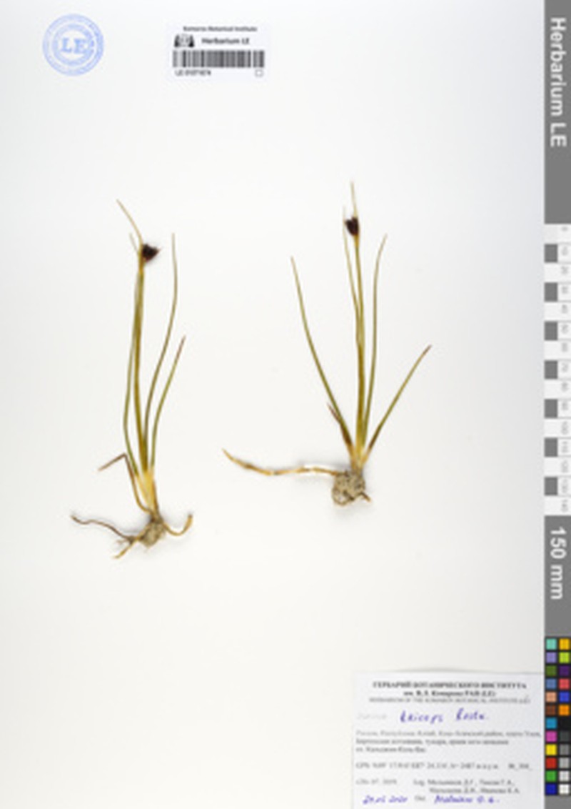 Juncus castaneus subsp. triceps photo 2