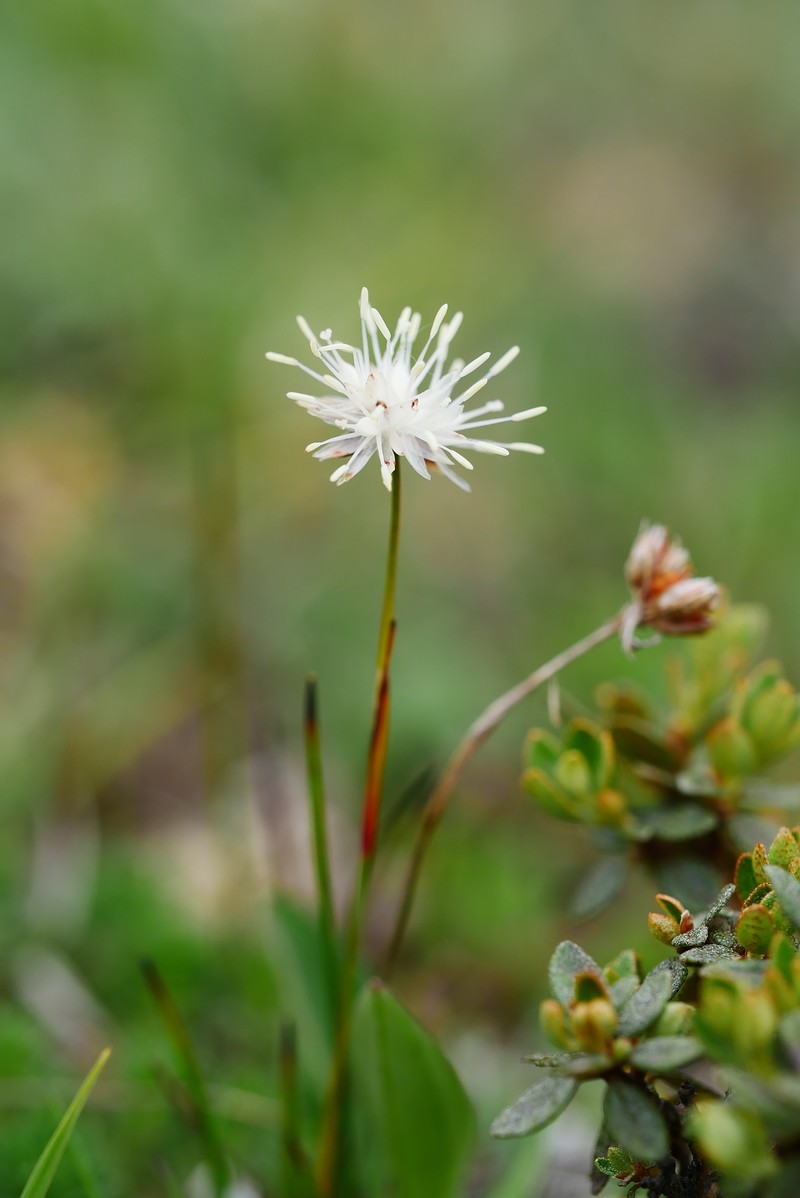 Juncus cephalostigma photo 2