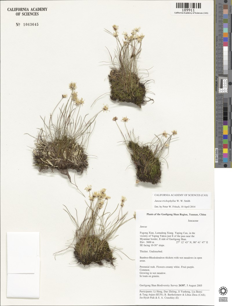 Juncus cephalostigma photo 3