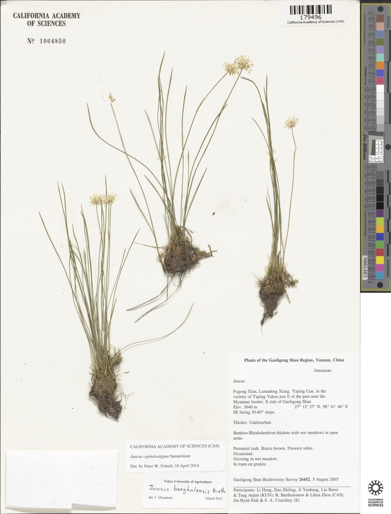 Juncus cephalostigma photo 4
