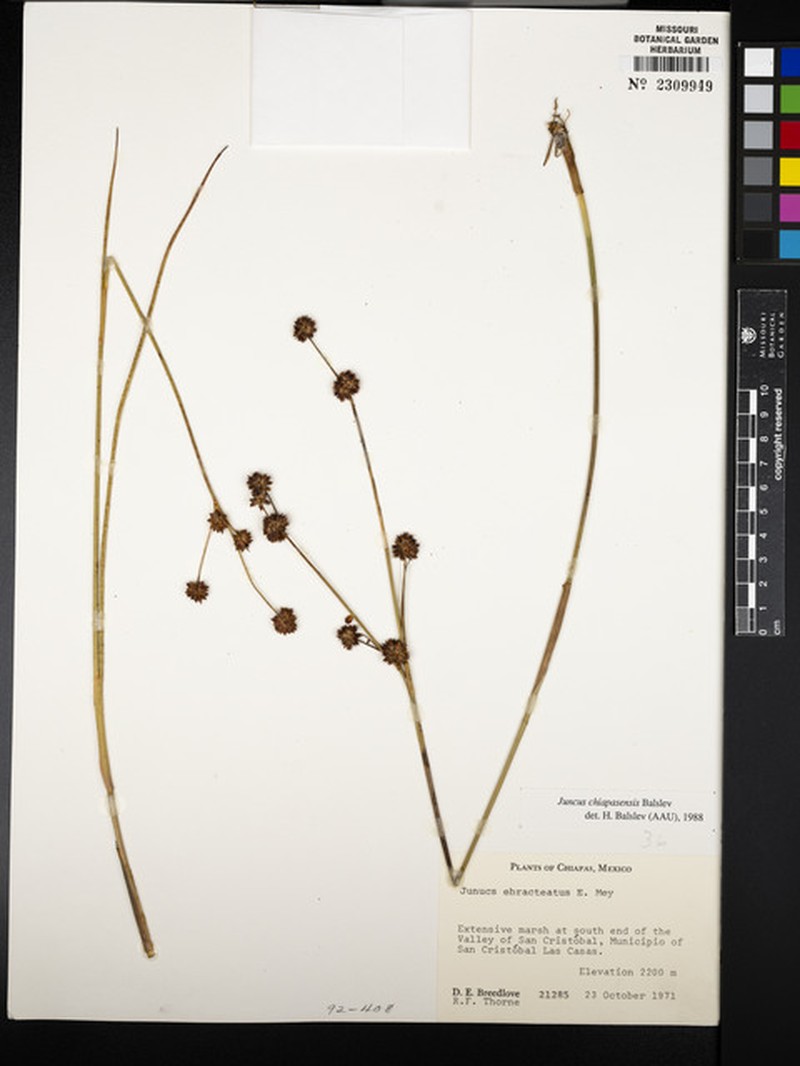 Juncus chiapasensis