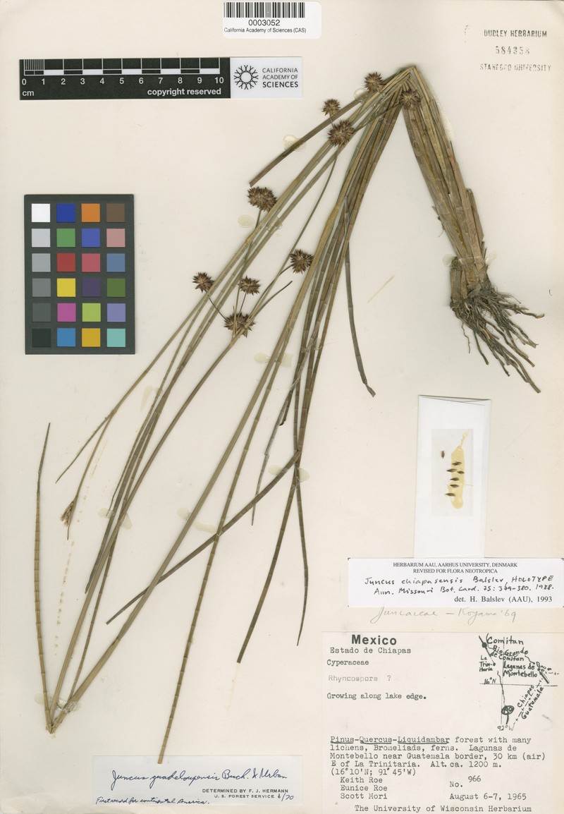 Juncus chiapasensis photo 2