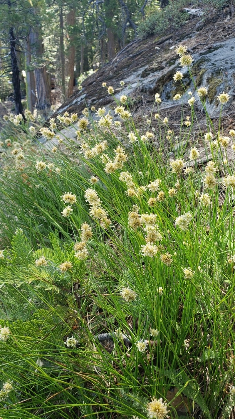 Greenhead Rush photo 2