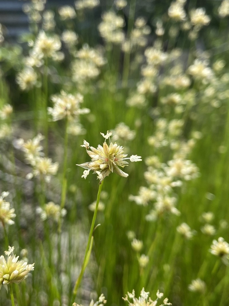 Greenhead Rush photo 5