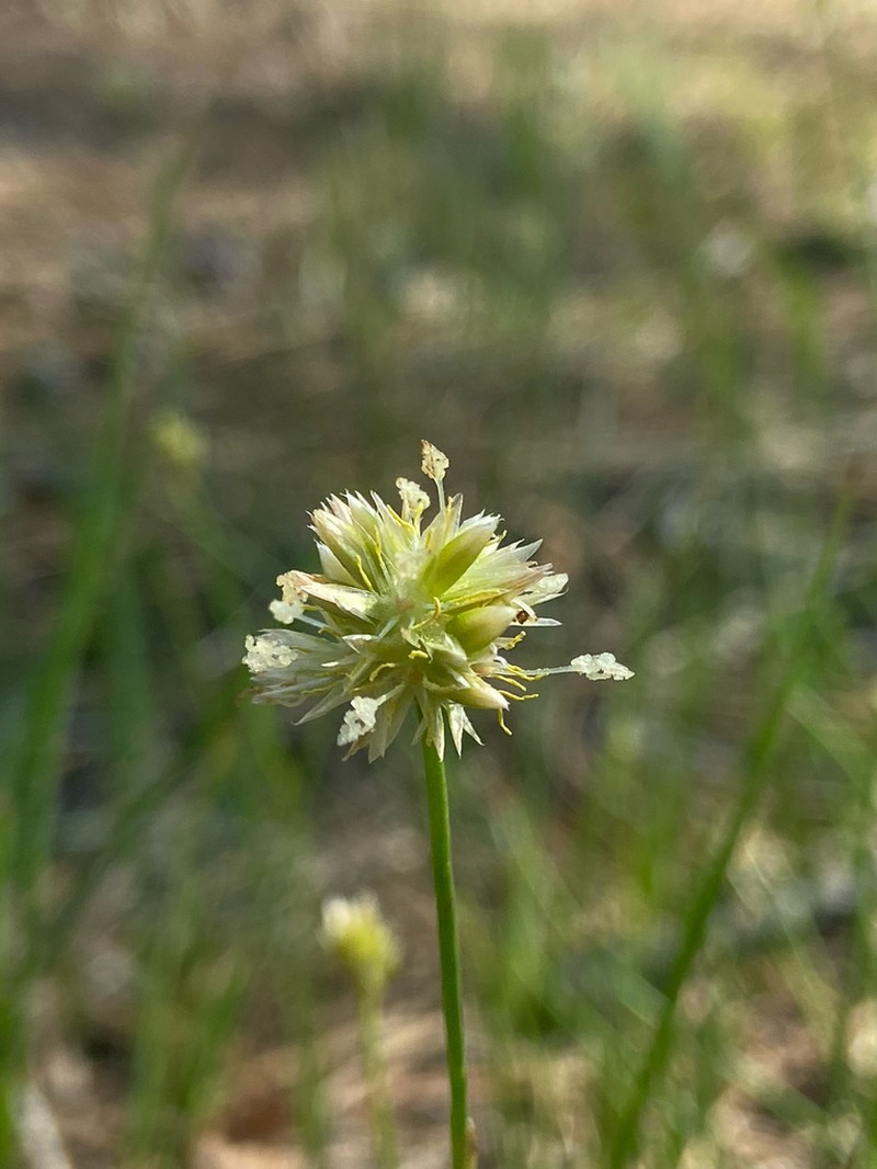 Greenhead Rush photo 6