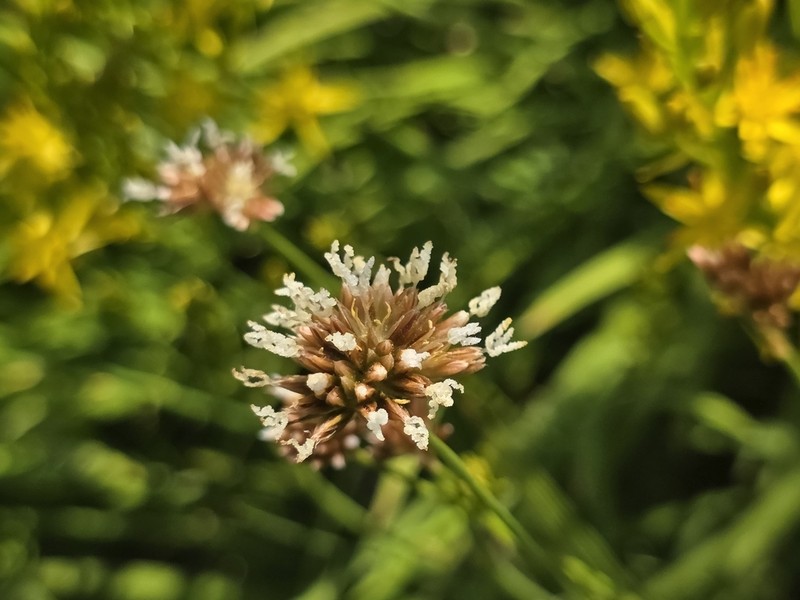 Greenhead Rush photo 7
