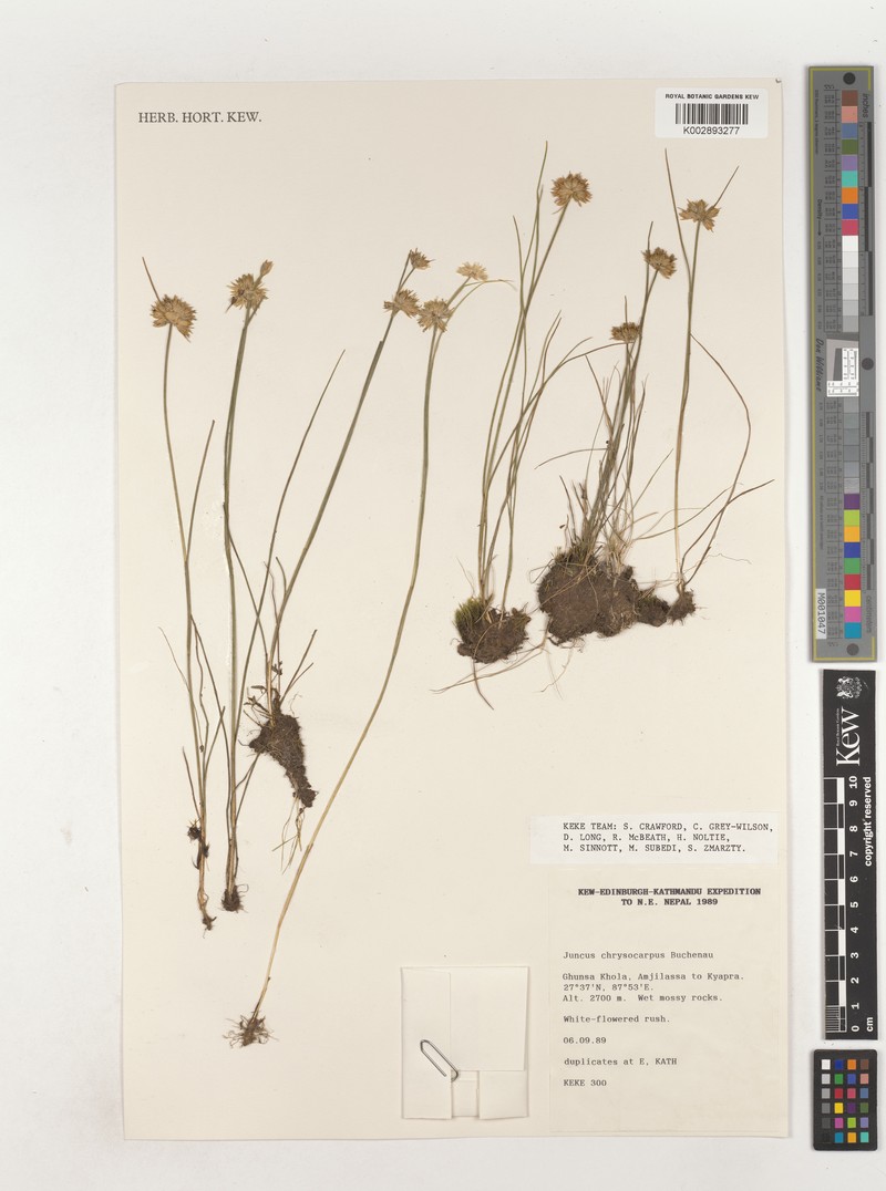 Juncus chrysocarpus photo 2