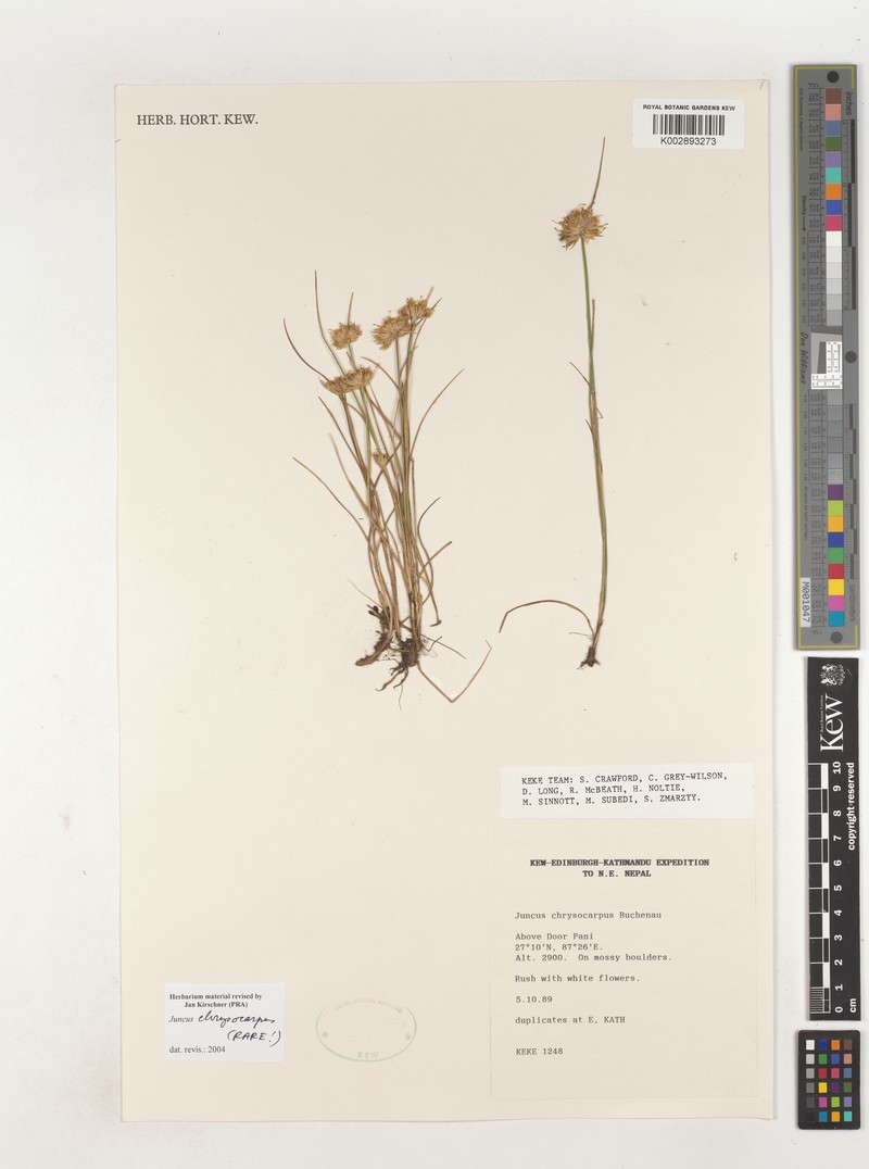 Juncus chrysocarpus photo 3