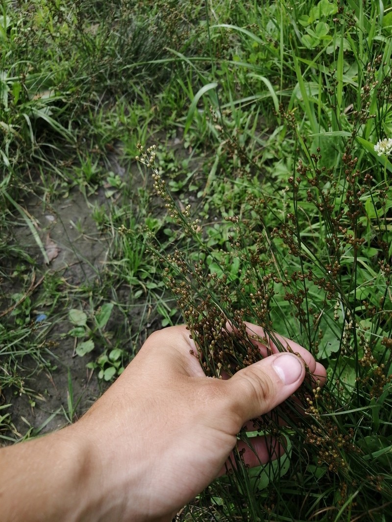 Roundfruit Rush photo 2