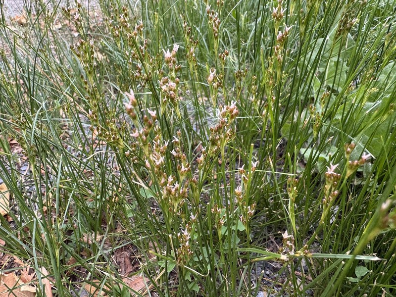 Roundfruit Rush photo 6