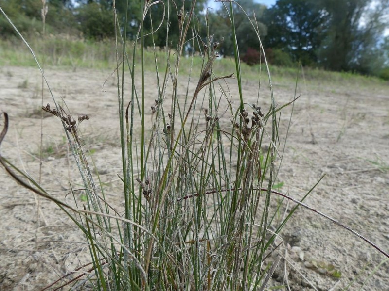 Roundfruit Rush photo 7
