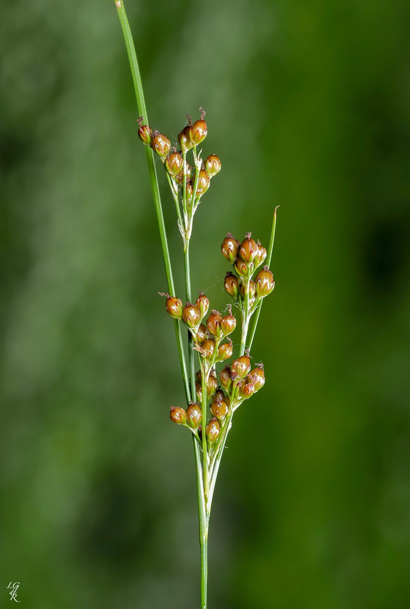 Roundfruit Rush photo 8