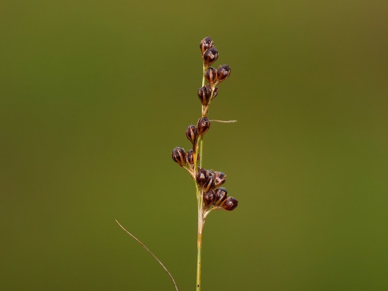Roundfruit Rush photo 2