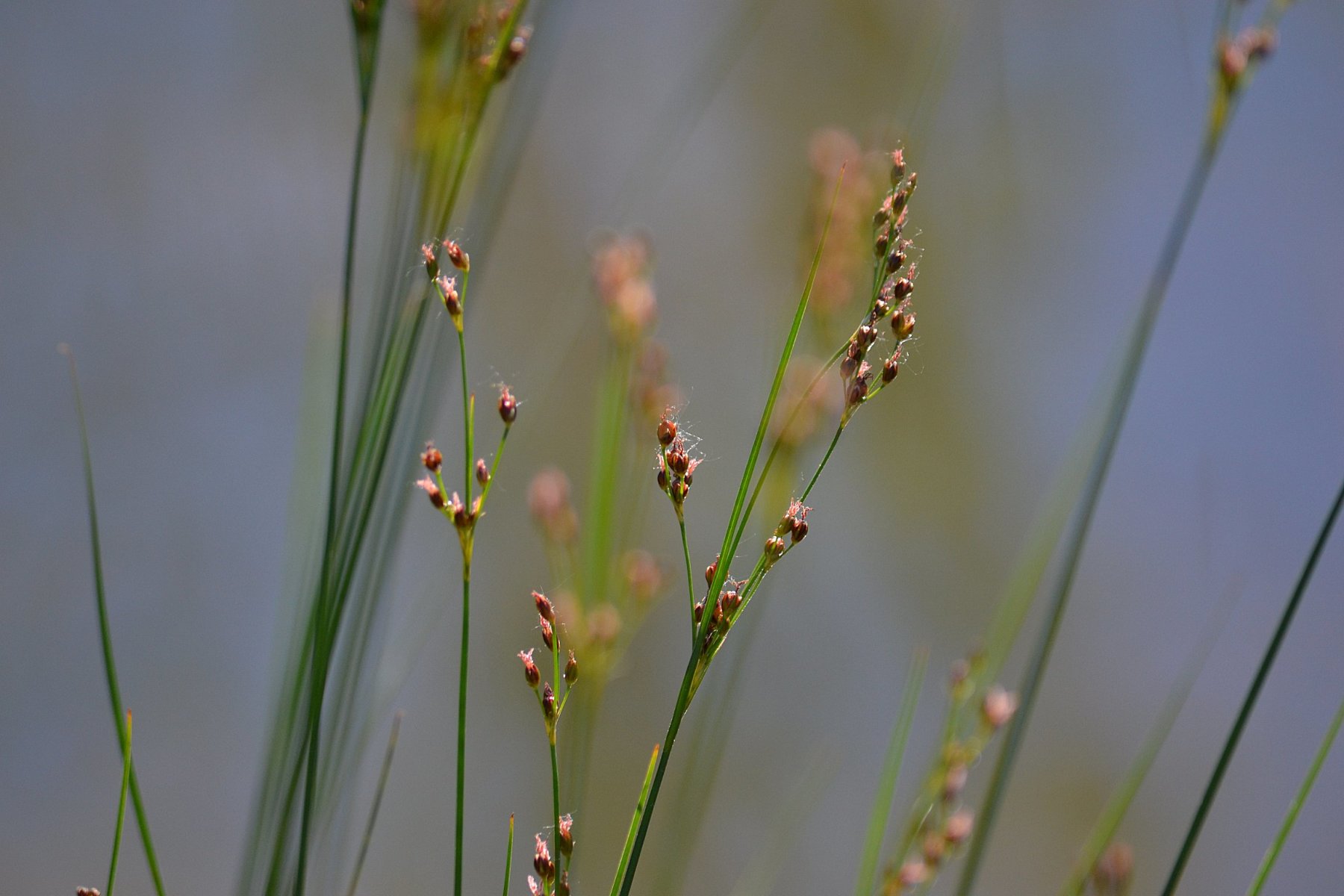 Roundfruit Rush photo 4