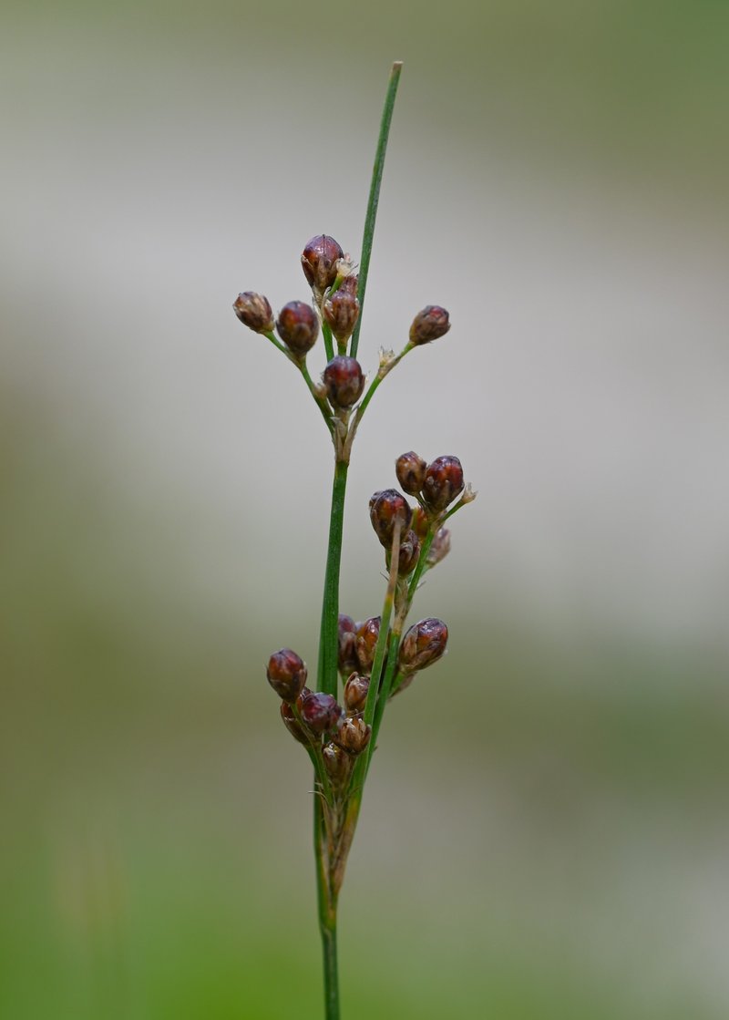 Roundfruit Rush photo 6