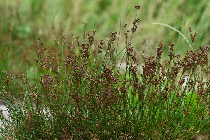 Roundfruit Rush photo 7